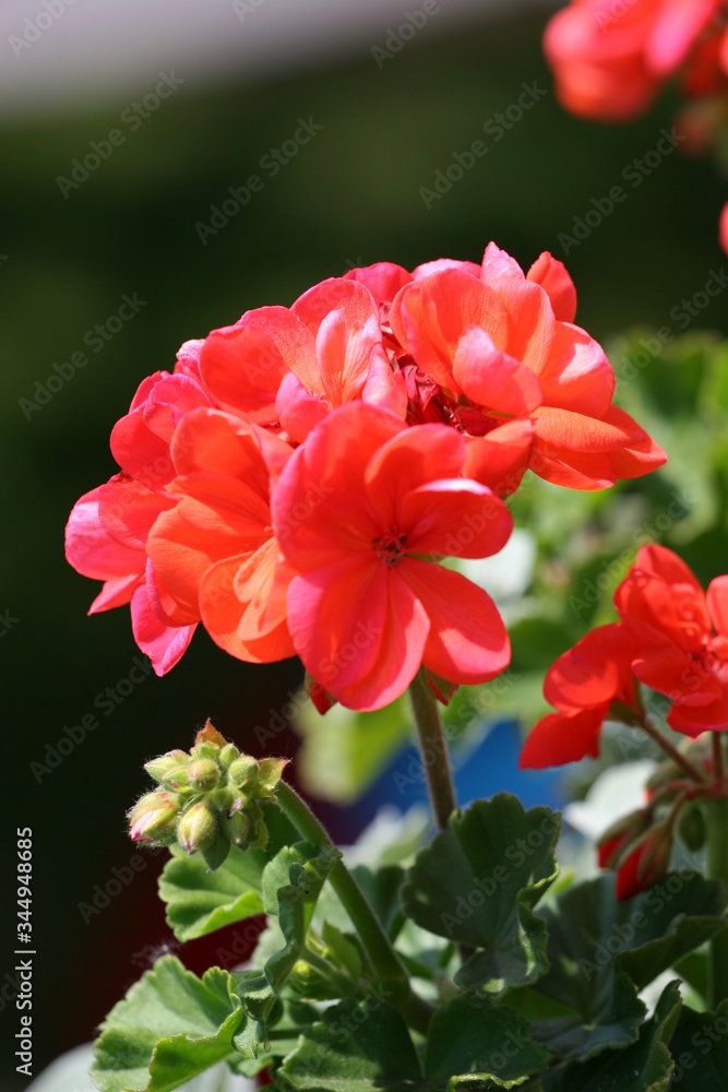 Obraz premium red dahlia flower