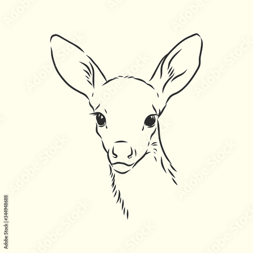 Young deer vector silhouette. fawn, vector sketch illustration