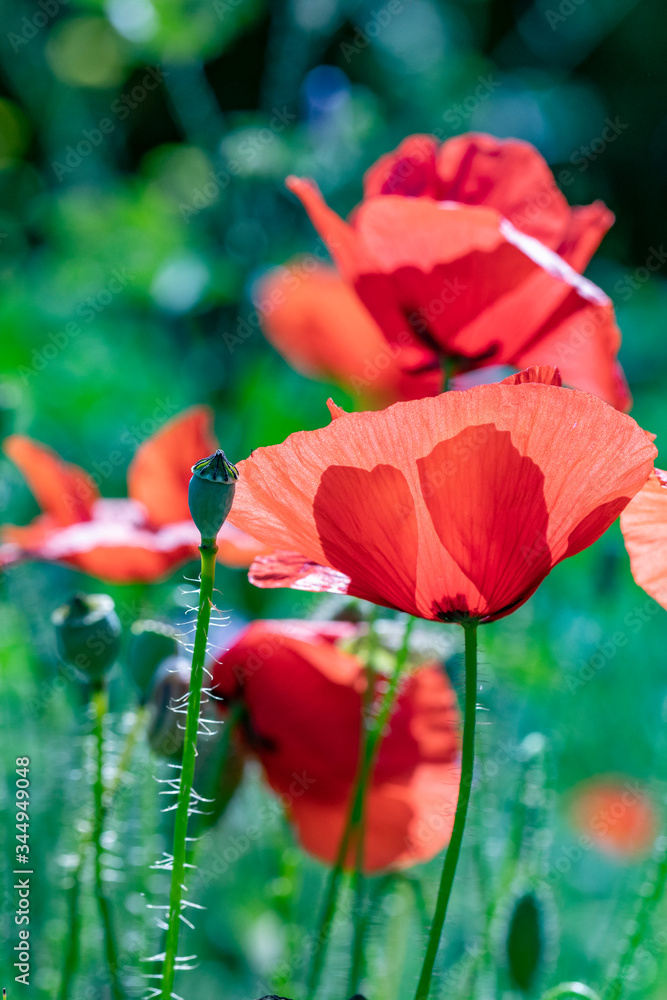 Fototapeta premium detail of red poppy flowers