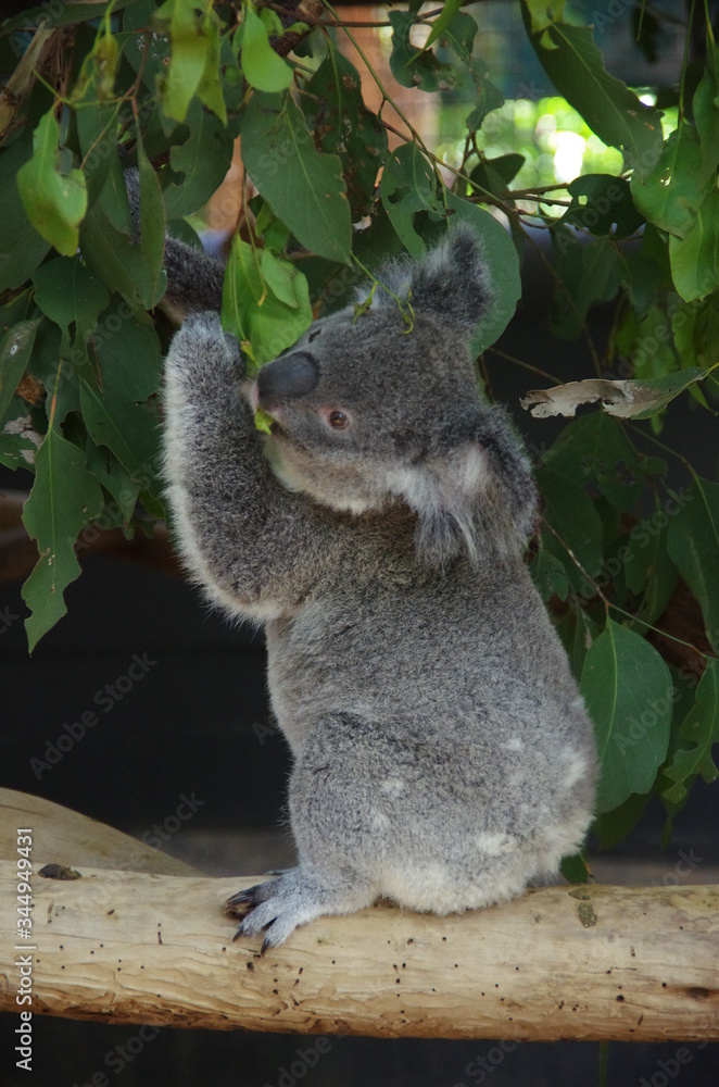 Fototapeta premium Koala bear