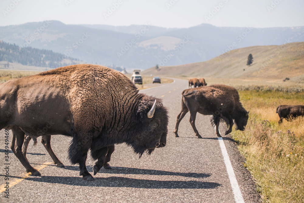 bison crossing the road in yellowstone national park