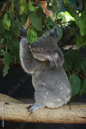 Koala bear