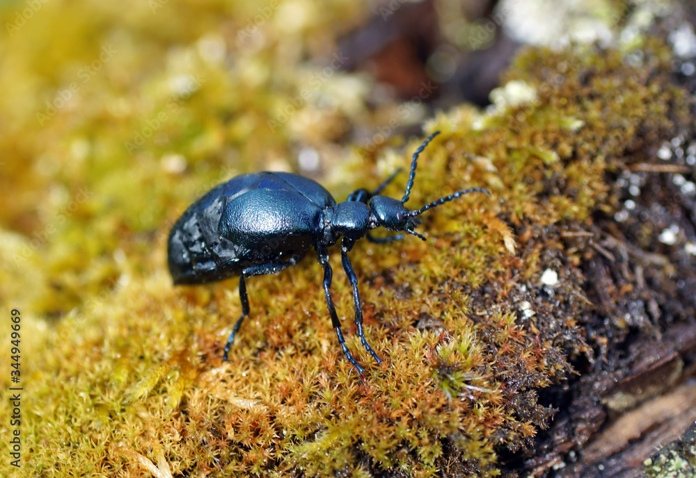 Schwarzblauer Ölkäfer (Meloe proscarabaeus) Schwarzblauer Ölkäfer (Meloe proscarabaeus)