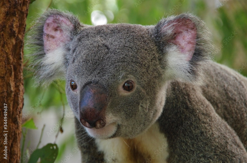 Obraz premium Koala bear