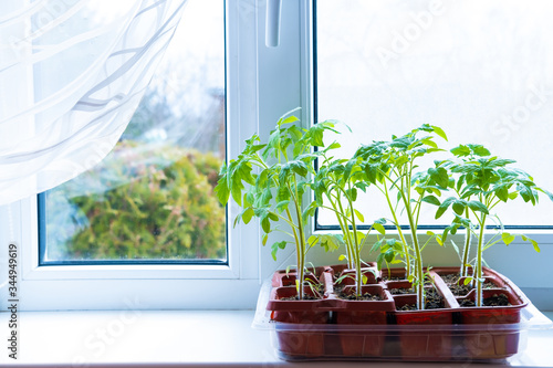 Young tomato seedlings in pots on white window. How to growing food at home on windowsill. sprouts green plant and home gardening. Copyspace.