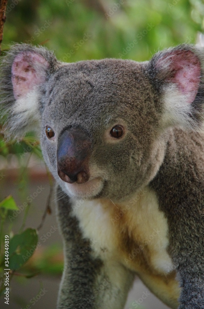 Obraz premium Koala bear