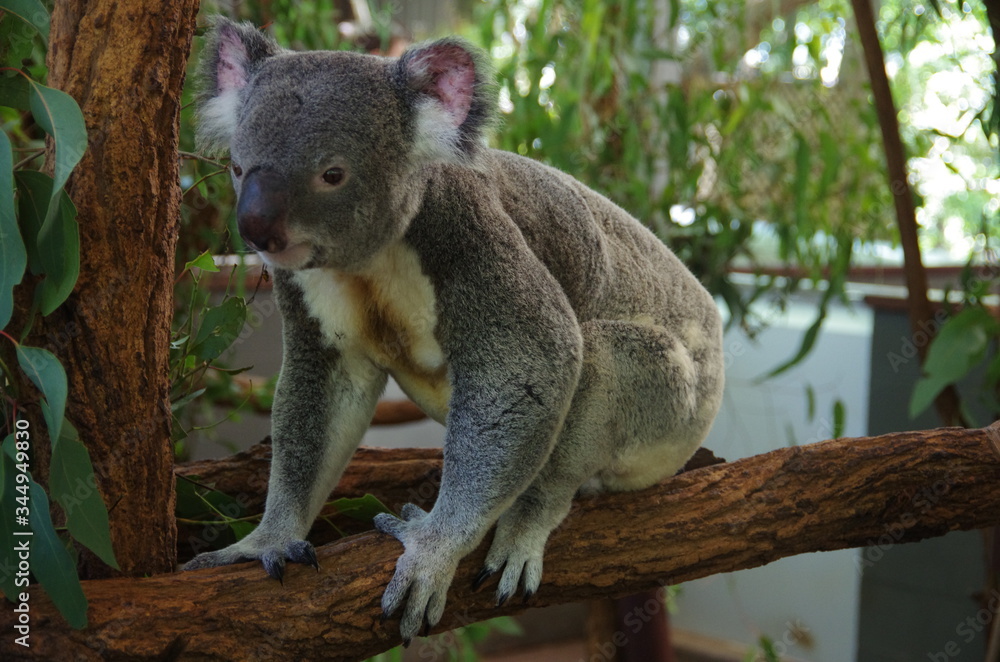 Naklejka premium Koala bear