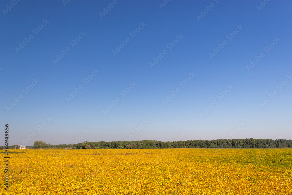 A field sown with rapeseed. Rural landscape. The concept of agriculture and bountiful harvest. Design for postcard or calendar, place for text. Selective and soft focus.