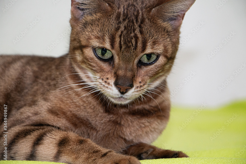 Fototapeta premium Beautiful Golden cat of Bengal breed