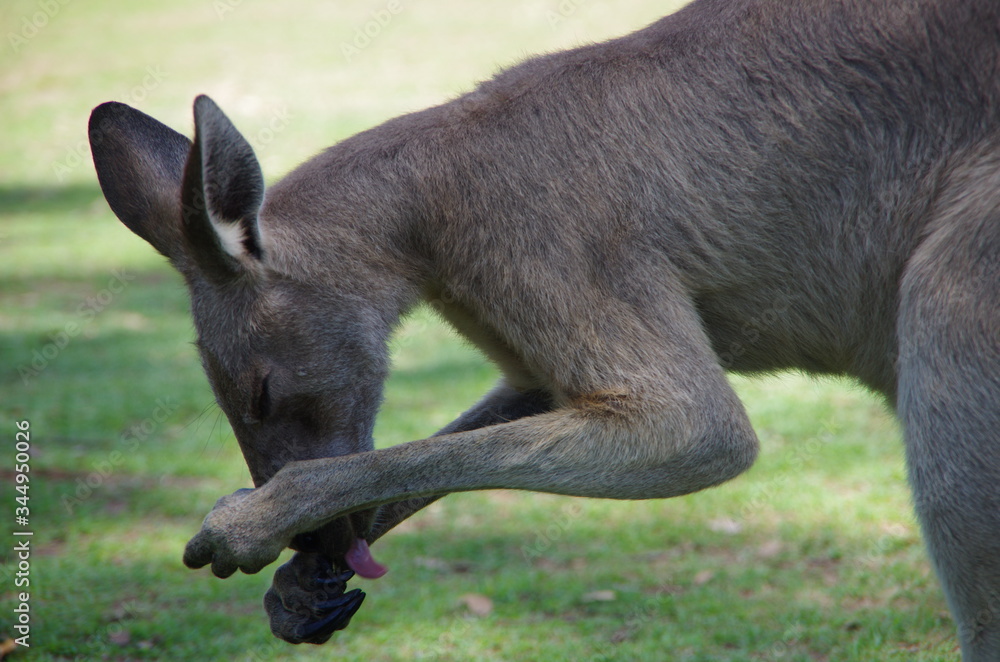 Kangaroo