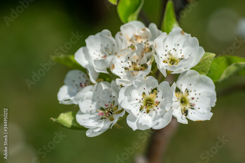 Pear tree flowers in the spring.Pear blossoms in the spring.
