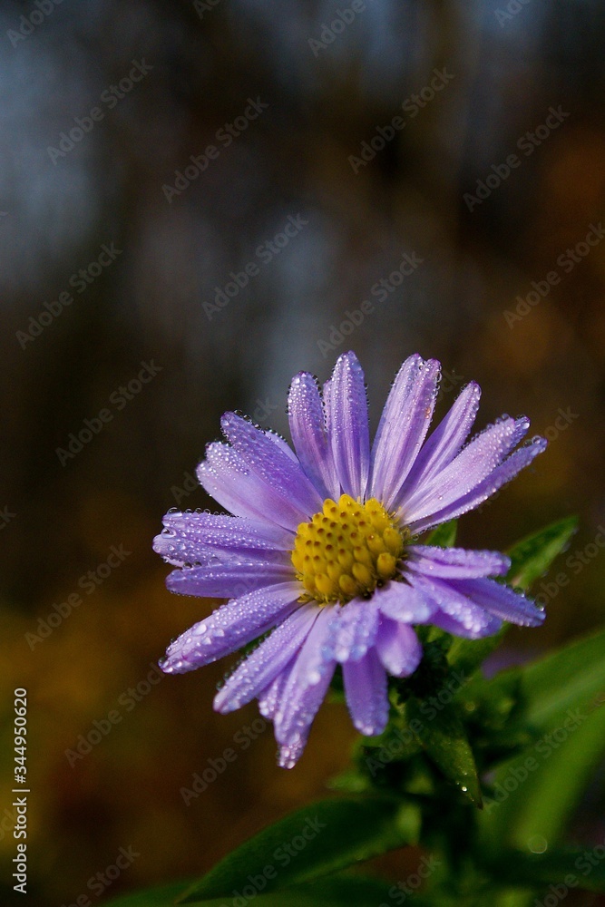 Obraz premium soft purple flower