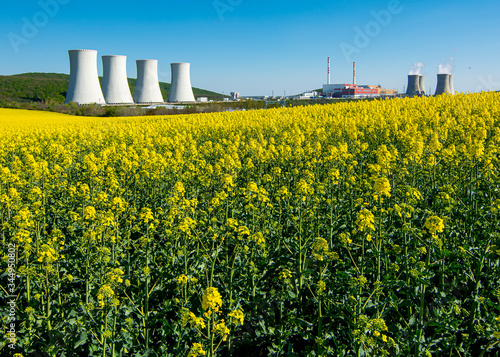 Field of rapeseed,canola or colza, in latin Brassica Napus with the Nuclear power plant Mochovce in the backround.