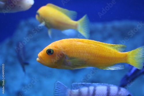 tropical fish in aquarium