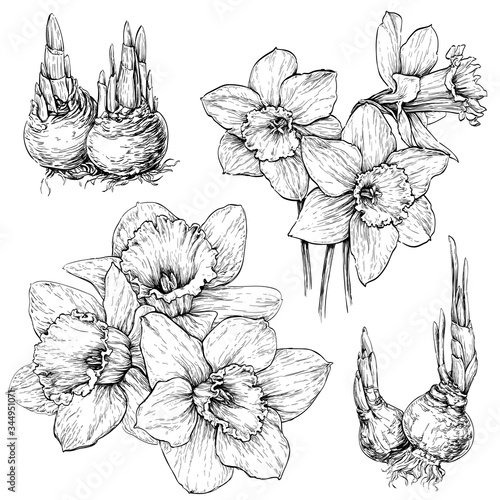 Hand drawn set with Daffodil \ Narcissus in bloom and their bulbs isolated on white background. Vector illustration.