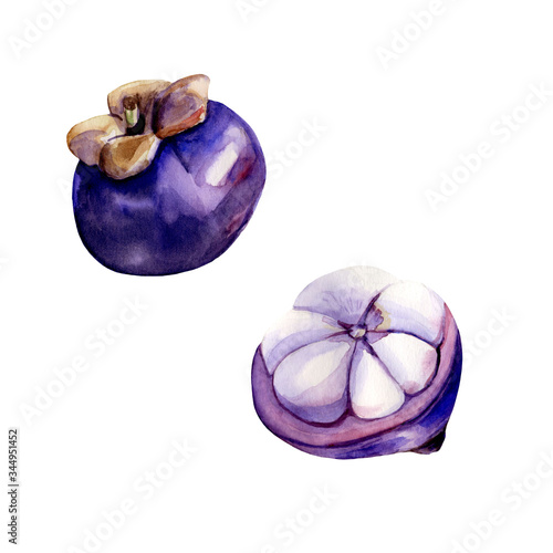 Watercolor hand drawn illustrations of mangosteen.  2 isolated elements on white background. Bright realistic tropical artwork for trendy design. photo