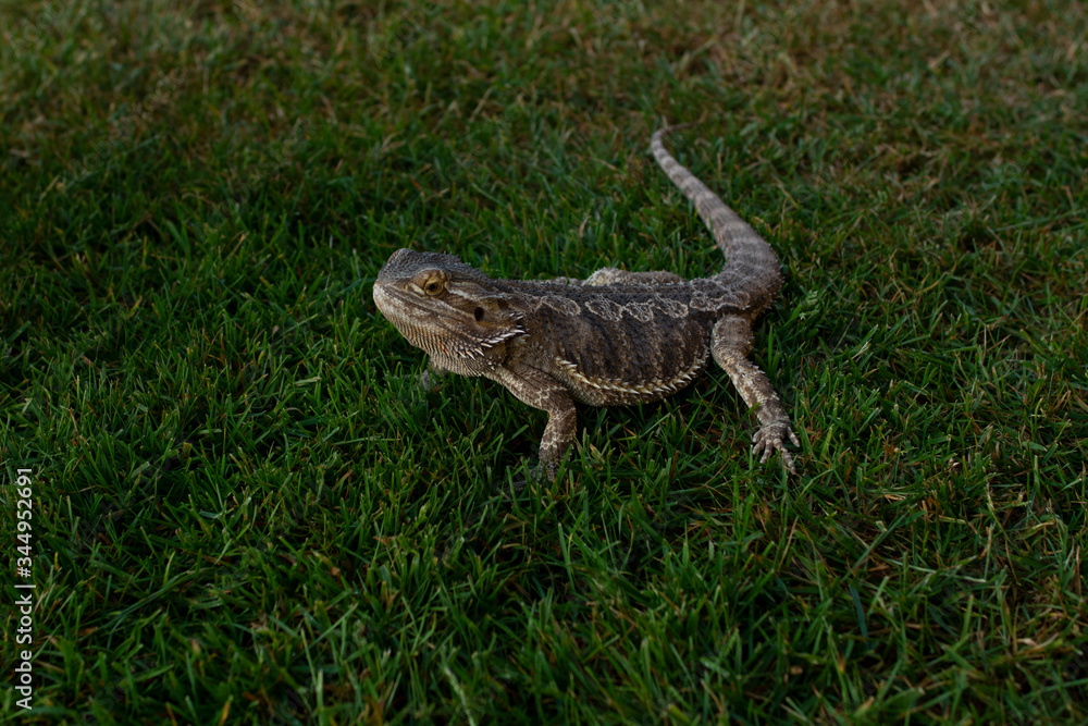Obraz premium Bearded Dragon in Grass