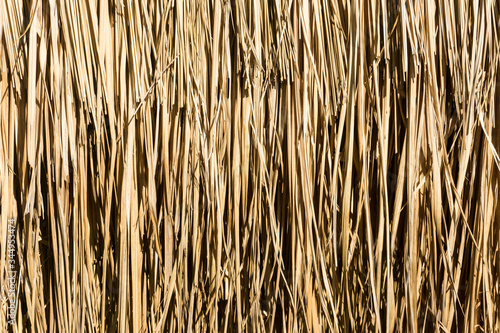 Wallpaper Mural dry grass background Torontodigital.ca