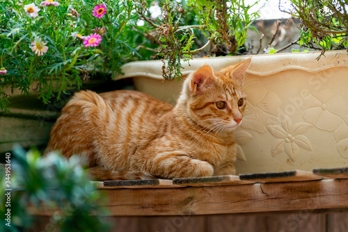 Orange striped domestic cat resting on a wood flower bar