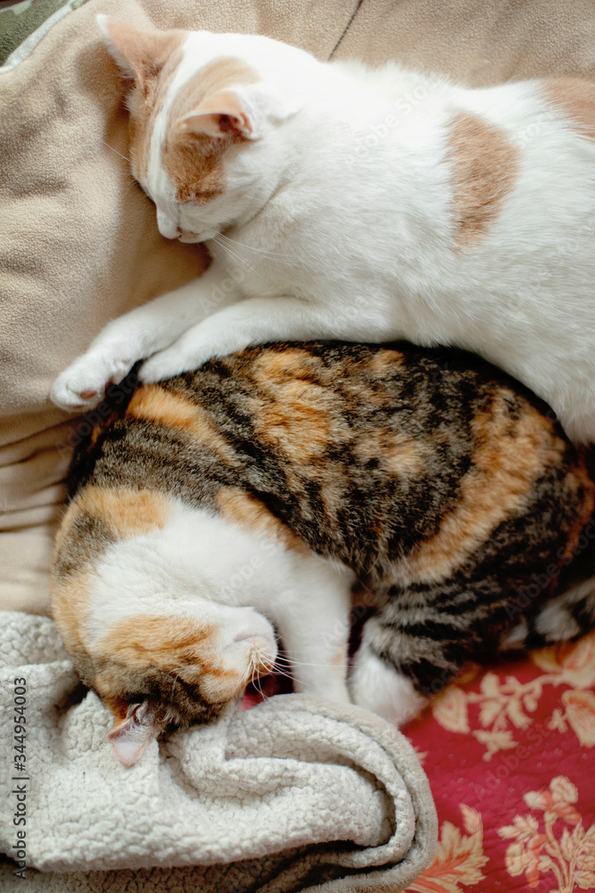 Sprawled cats sleeping one in the arms of the other seen from above on sofa Sprawled cats sleeping one in the arms of the other seen from above on sofa