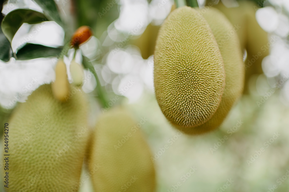 Jackfruchtbaum, Artocarpus heterophyllus Jackfruchtbaum, Artocarpus heterophyllus