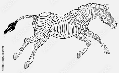 Running striped horse lowered its head and gallops with legs stretched out. Linear vector illustration for safari and wildlife tourism.
