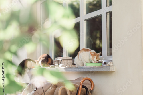 Many cat having lunch from bowl whil elaying on big windowsill in radiant spring day photo