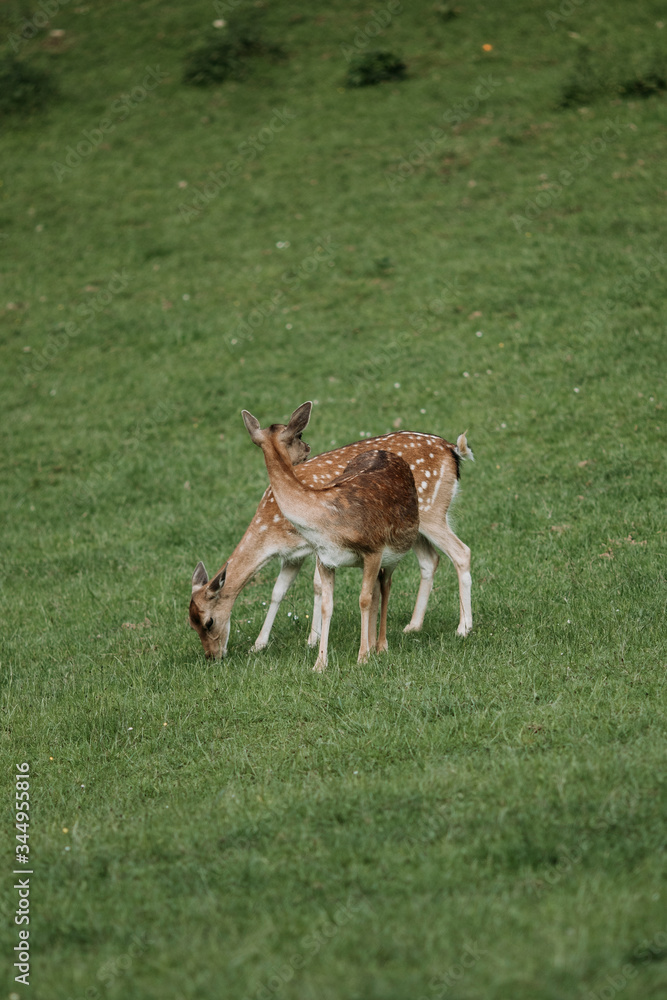 Deers in nature Deers in nature