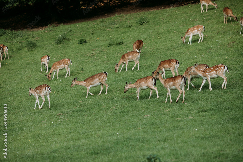 Deers in nature Deers in nature
