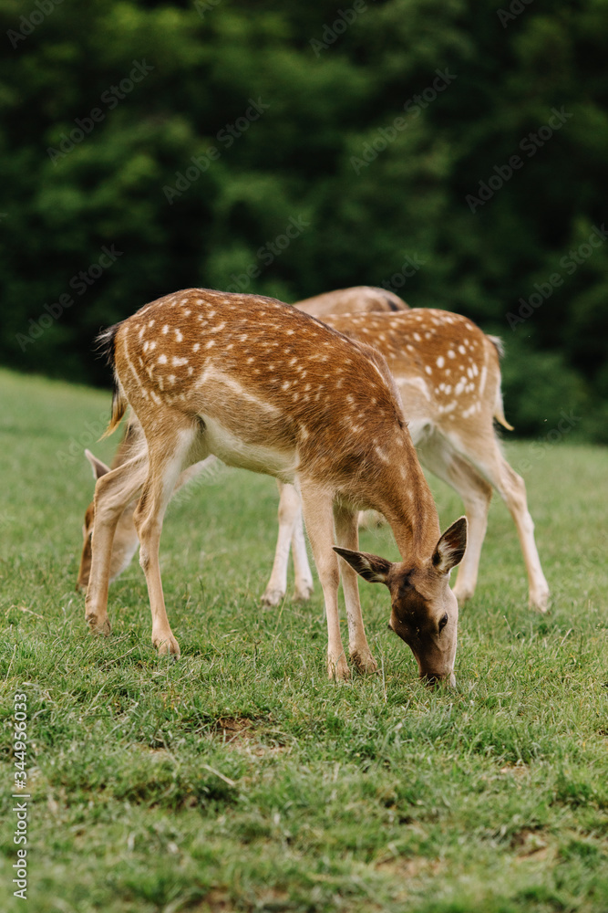 Deers in nature Deers in nature
