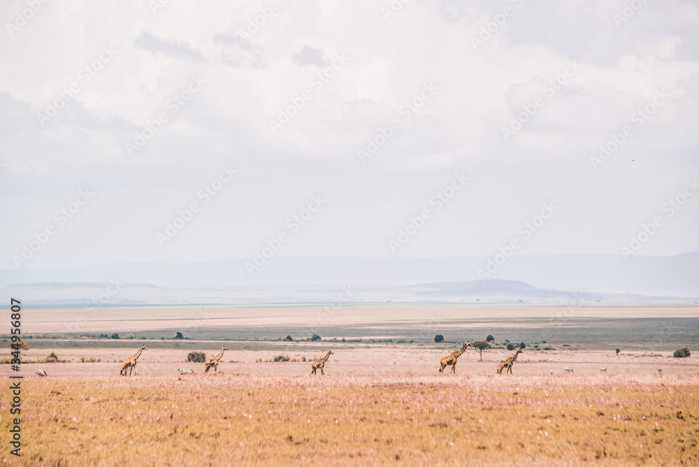 giraffes on safari in Masai Mara Kenya