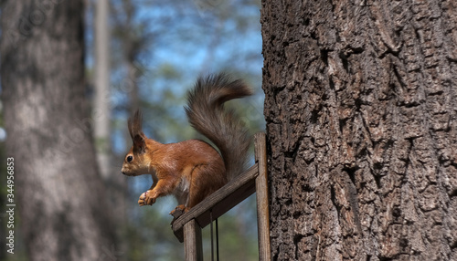 squirrel sits on a feeding trough in a spring forest