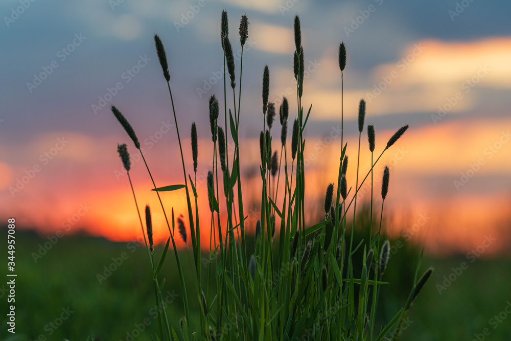 Obraz premium Wiosenne rośliny na tle zachodzącego słońca