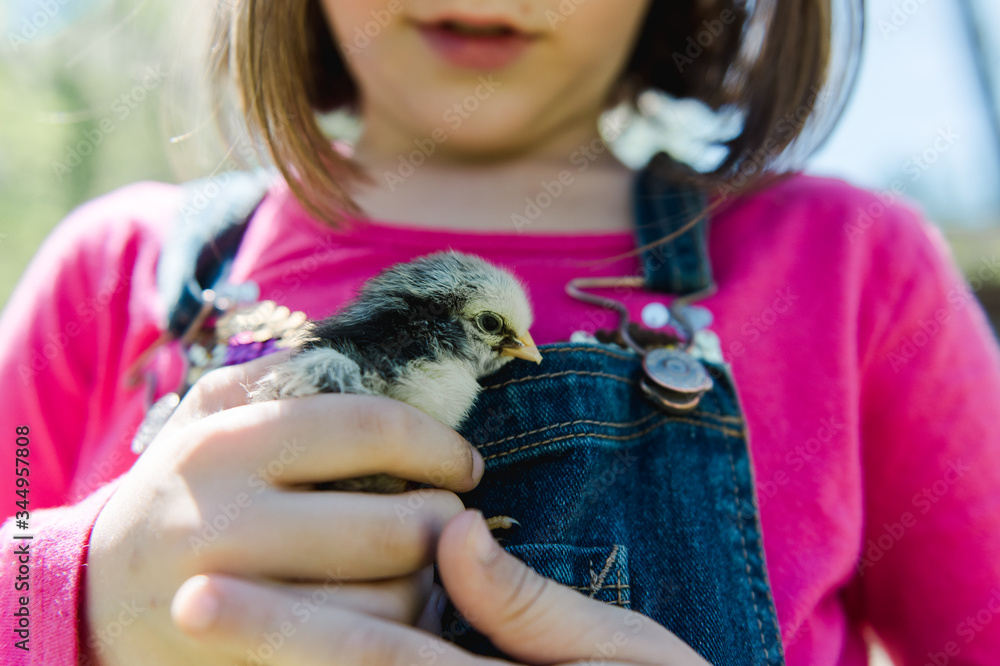 stock photo of adorable little girl holding a baby chick in her overalls stock photo of adorable little girl holding a baby chick in her overalls