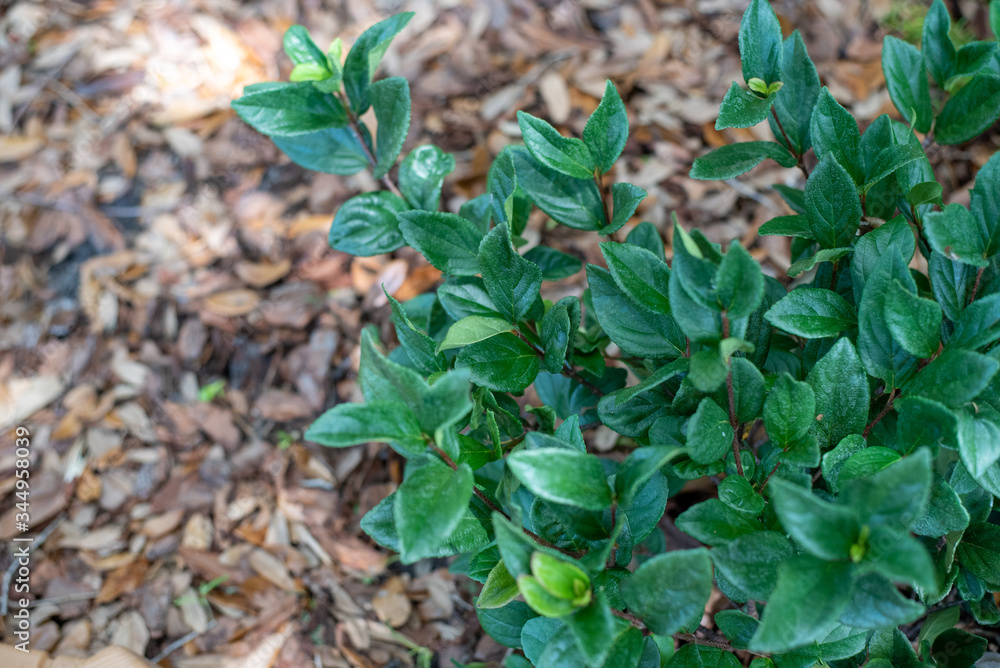 Obraz premium Blurred leaves and flowers of Sweet viburnum planted in the south