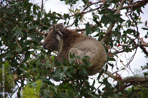 Photography Koala bear