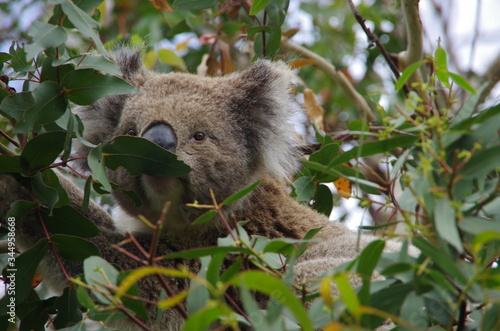 Wallpaper Mural Koala bear Torontodigital.ca