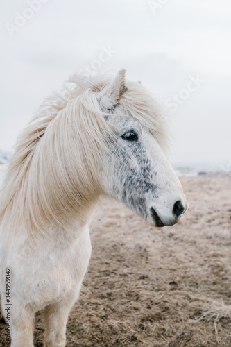 Icelandic horse