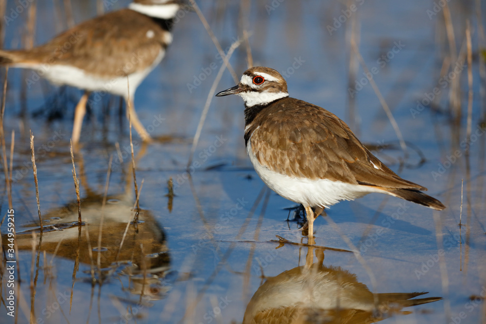 Killdeer Killdeer