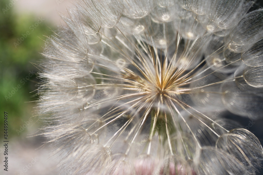 close up of dandelion seed head with bokeh background close up of dandelion seed head with bokeh background