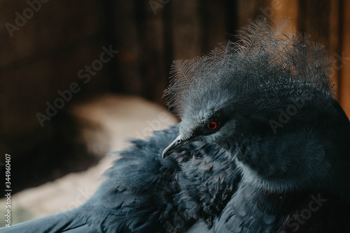 An exotic bird with a red eye