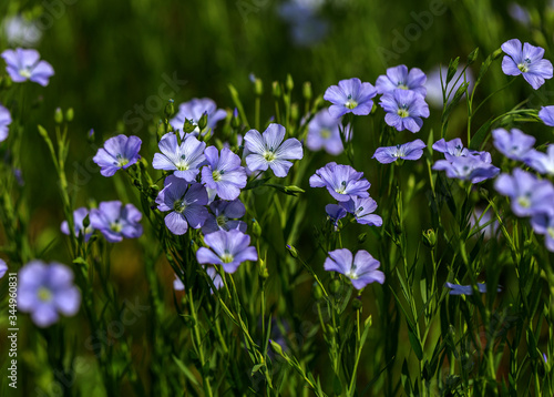 Bright delicate blue flower of ornamental flower of flax and its shoot against complex background. Flowers of decorative flax. Agricultural field of flax technical culture in stage of active flowering