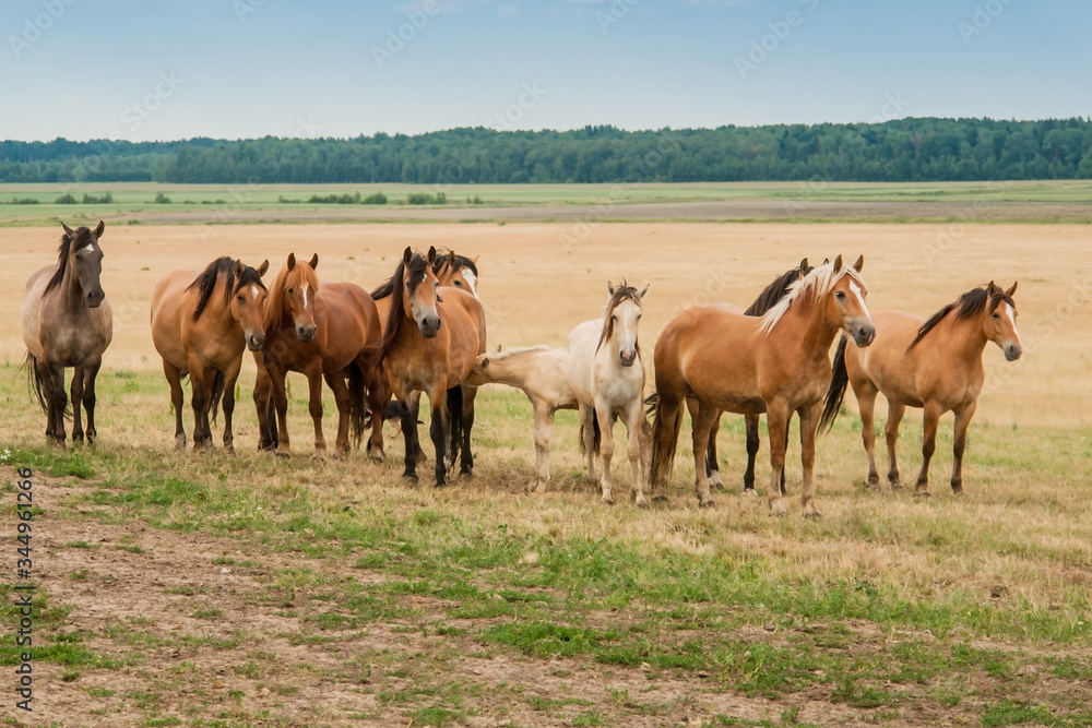 A herd of wild horses run across the field. A herd of wild horses run across the field.