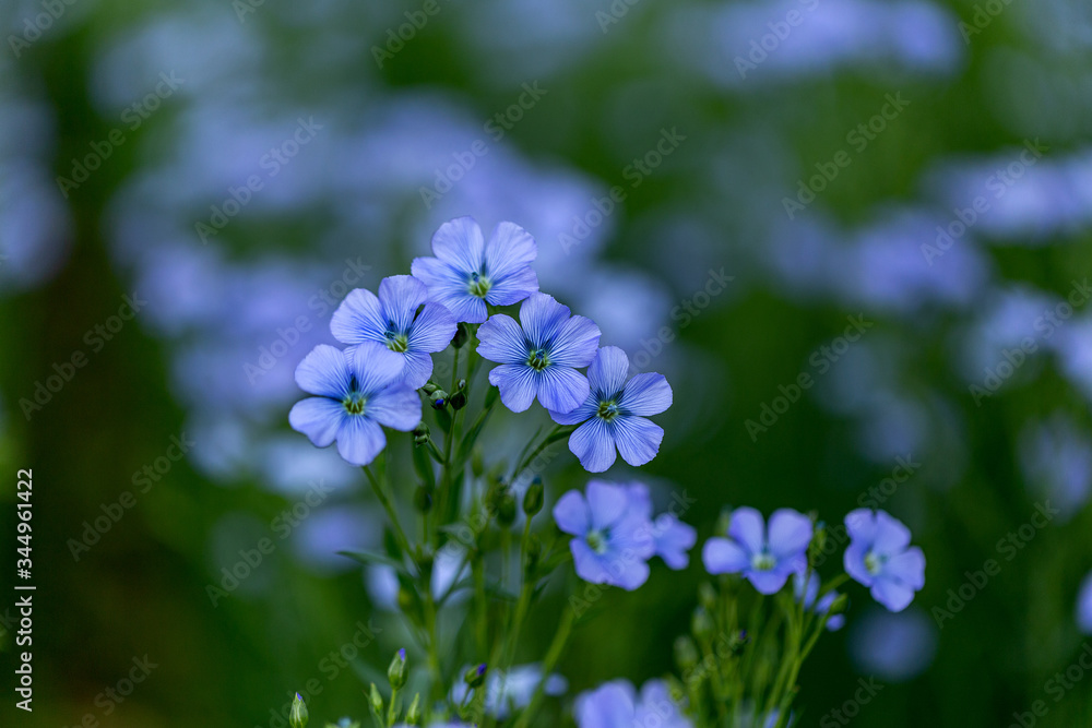Bright delicate blue flower of ornamental flower of flax and its shoot against complex background. Flowers of decorative flax. Agricultural field of flax technical culture in stage of active flowering Bright delicate blue flower of ornamental flower of flax and its shoot against complex background. Flowers of decorative flax. Agricultural field of flax technical culture in stage of active flowering