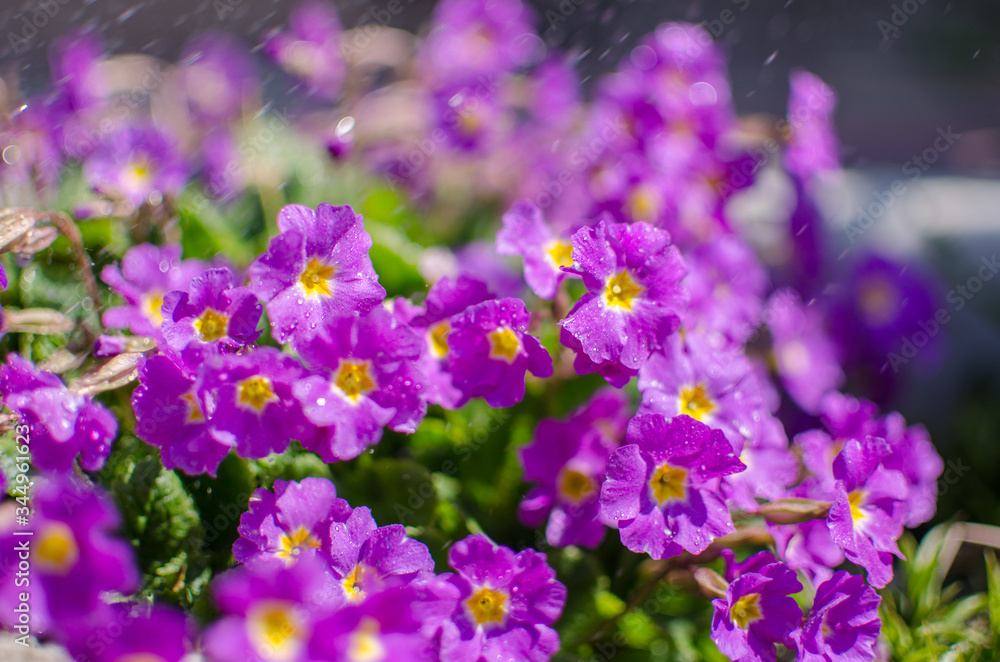 Small fragile primrose flowers bloom Small fragile primrose flowers bloom