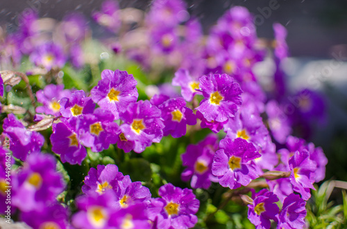 Wallpaper Mural Small fragile primrose flowers bloom Torontodigital.ca