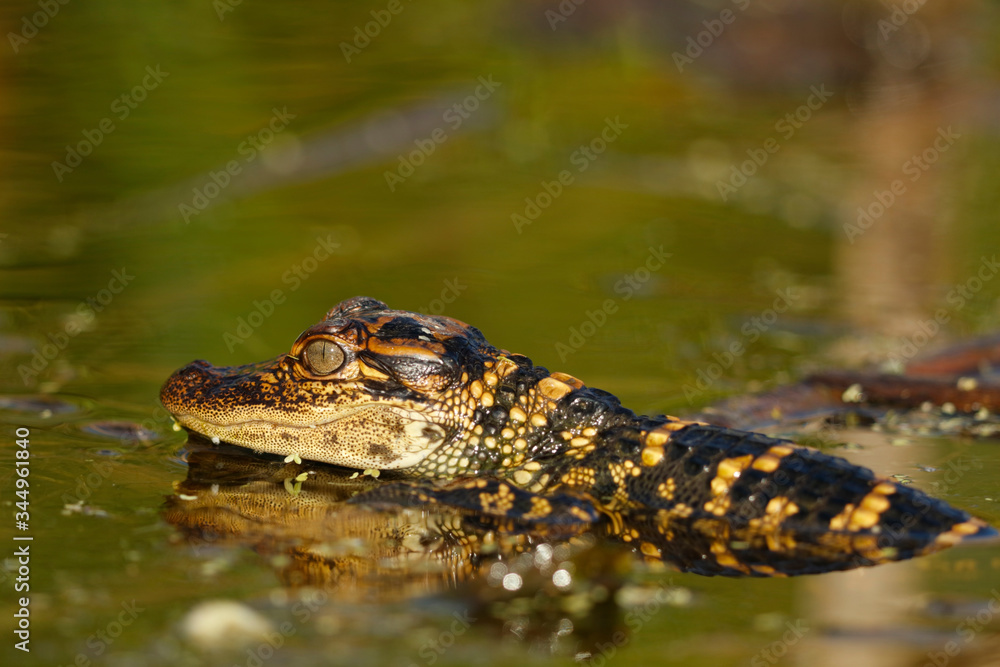 Young Alligator Young Alligator