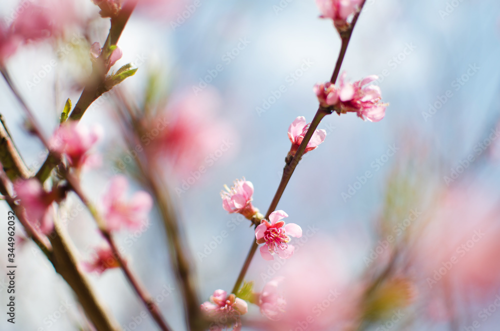 Delicate pink peach blossom on a sunny day Delicate pink peach blossom on a sunny day