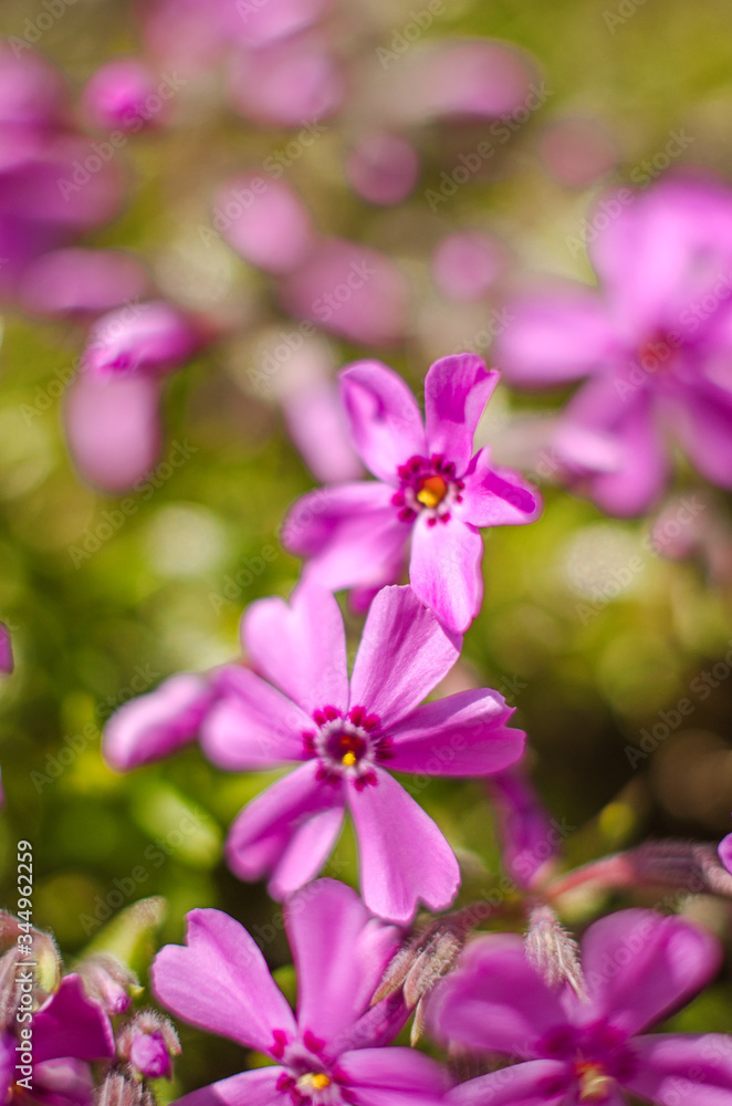 Small phlox flowers for spring garden decoration Small phlox flowers for spring garden decoration