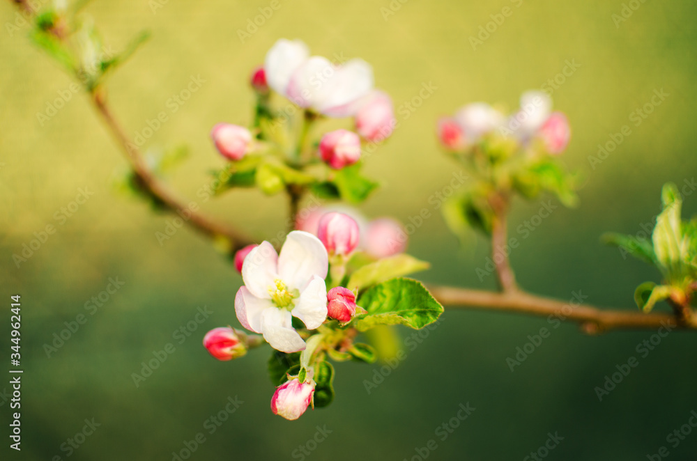 henomeles - Japanese quince blooms outdoors in spring henomeles - Japanese quince blooms outdoors in spring